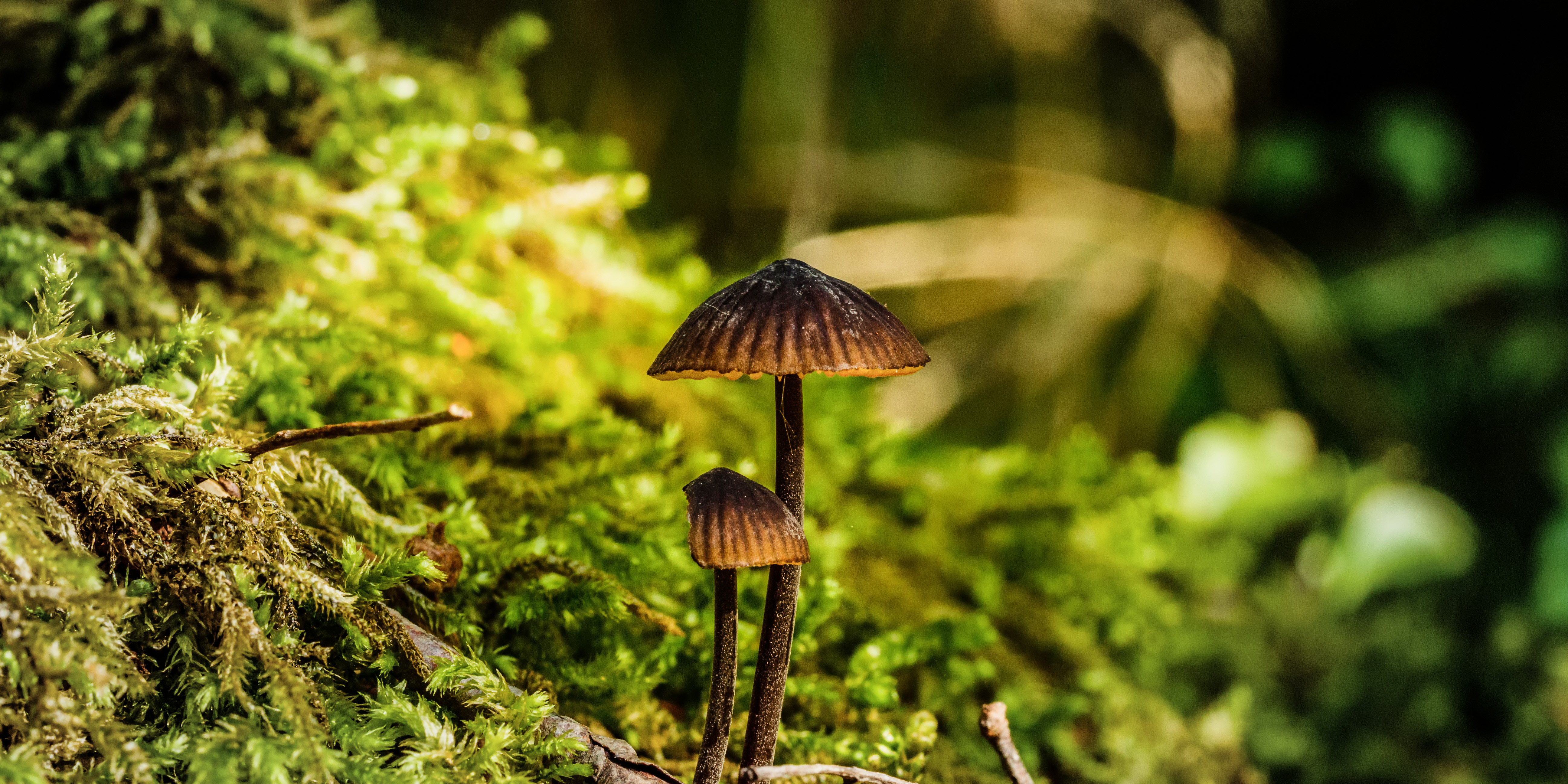 Psychedelic Compound From Magic Mushrooms Produced In Yeast Dtu Biosustain